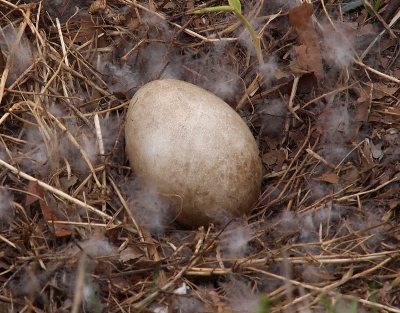 [Close-up view of a lone brownish-white egg sitting among down feathers in a nest.]